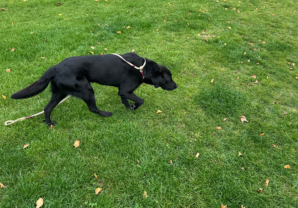 Hund an der Leine aber ohne Besitzer