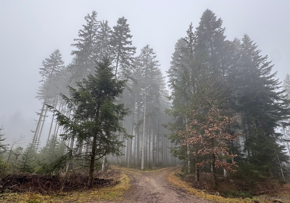 Waldöffnung im Nebel
