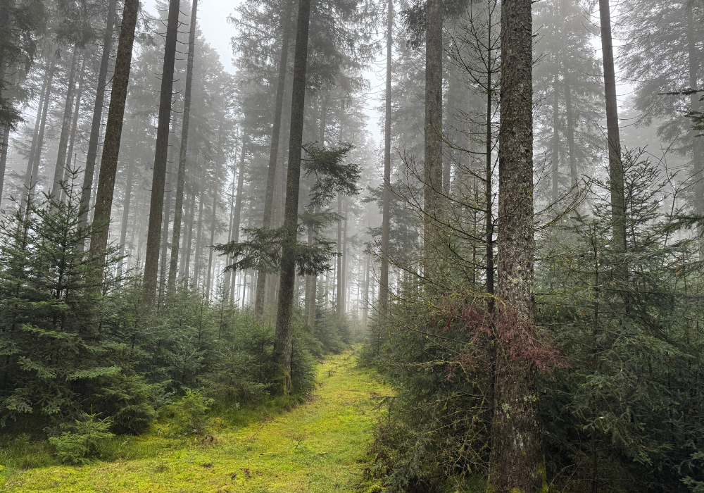 Waldlichtung im Winter